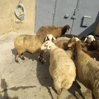میش ابستن