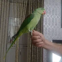 جوجه 100روزه شاطوطی