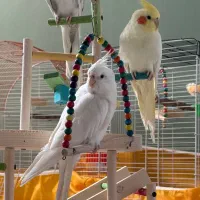 فروش عروس هلندی