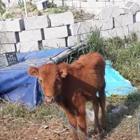 ورزا کوله چالوسی زیر قیمت بازار      لیشه گاو