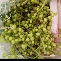 ونه تاق .