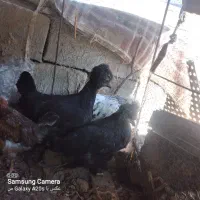 جوجه کاکلی|حیوانات مزرعه|جزنیک, |دیوار