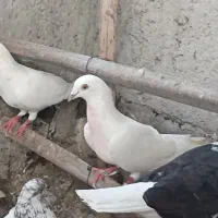 کفتر