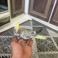 عروس هلندی|پرنده|اصفهان, عسگریه|دیوار