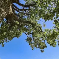 زمین کشاورزی گهرت و برفه