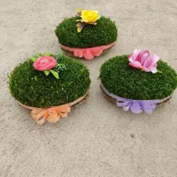 سبزه|گل و گیاه طبیعی|کنگاور, |دیوار