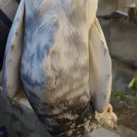 کبوتر نر نامه بر|پرنده|کنگاور, |دیوار