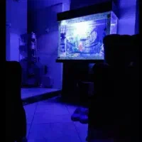 آکواریوم|ماهی|فردیس, شهرک شهید حسینی|دیوار