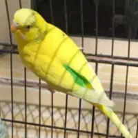 مرغ عشق ماده