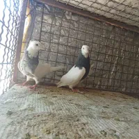 کبوتر طوقی