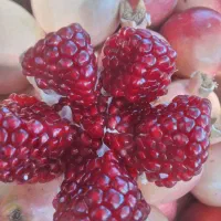 فروش عمده واجاره ۱۵۰درخت انار
