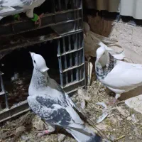 فروش حیوون|پرنده|کاشمر, |دیوار