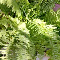 نخل ماداگاسکار موجوده|گل مصنوعی|اسفراین, |دیوار