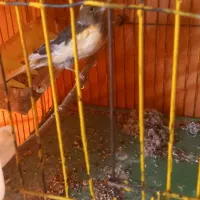 قناری  ماده