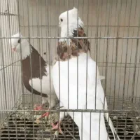 طوقی هفترنگ|پرنده|اصفهان, منتظرالمهدی|دیوار