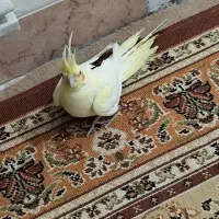 دو عروس هلندی  فروشی