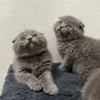 نمایشگاه /گربه /واگذاری/دامپزشکی|گربه|تهران, جنت‌آباد مرکزی|دیوار