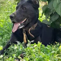 سگ قره سراب|سگ|رفسنجان, |دیوار