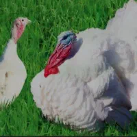 بوقلمون پرورشی ارگانیک کیلوی ۱۸۰هزار تومان زنده