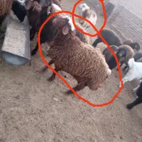 دو عدد نر و یکی ماه