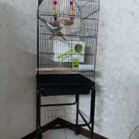 عروس هلندی نر و ماده کاملا سالم و تمیز خانگی