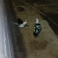 اردک روسی|حیوانات مزرعه|چمران, |دیوار