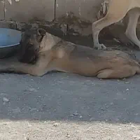 مجموعه سرابی آذربایجان|سگ|تبریز, |دیوار