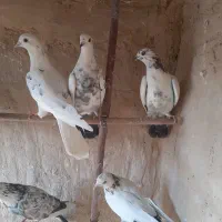 کبوترگرفتنی|پرنده|قم, کیوانفر|دیوار