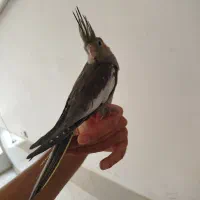 عروس هلندی البینو لوتینو سیامون دستی|پرنده|قم, قلعه کامکار|دیوار