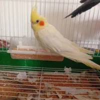 عروس هلندی ماده تخم گذار