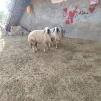 دورس قوچ سنجابی اصیل