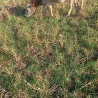 گاو‌‌محلی|حیوانات مزرعه|سیاهکل, |دیوار