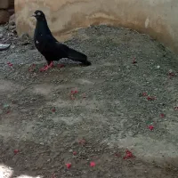 جفت کفتر نر و ماده با جوجه