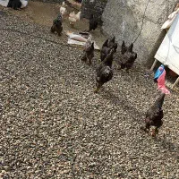 12عدد برهما بلک|حیوانات مزرعه|نوشین شهر, |دیوار