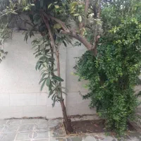 منزل دربست۱۲۰متری۱خوابه پل غدیرخ شمسایی|اجارهٔ خانه و ویلا|شیراز, وحدت|دیوار