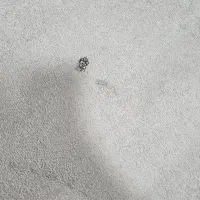 موکت پالاز|موکت|آبادان, |دیوار