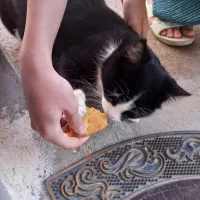 باسلام گربه دختر نزدیک ۱سالش کاملا دستی