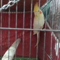 فروش عروس هلندی شیطون بازیگوش|پرنده|برخوار, |دیوار