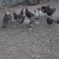 فروش بوقلمون