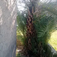 درخت پالم فروشی|گل و گیاه طبیعی|لولمان, |دیوار