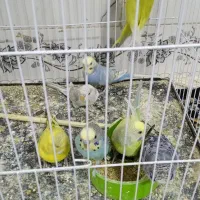 مرغ عشق|پرنده|تربت‌حیدریه, حاجی یار‎|دیوار