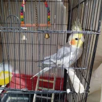 عروس هلندی نرسخنگو|پرنده|یزد, |دیوار