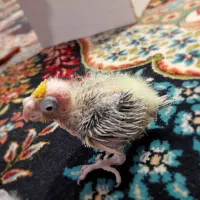 جوجه عروس هلندی