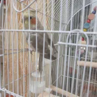 طوطی عروس نر و ماده همراه با قفس|پرنده|رشت, جماران|دیوار