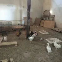 مرغ تخم گذار