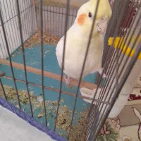 عروس|پرنده|اشترینان, |دیوار