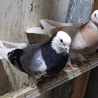 سلام یجفت  چه از لحاظ رنگ و پرش عالی برافروش