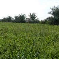 برگ حنای سبز اعلی