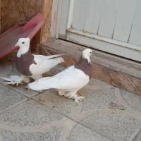 کفتر طوقی پرپا کاکلی با قفس