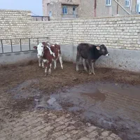 گوساله|حیوانات مزرعه|رامند, |دیوار